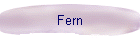 Fern