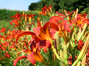 tiger lillies